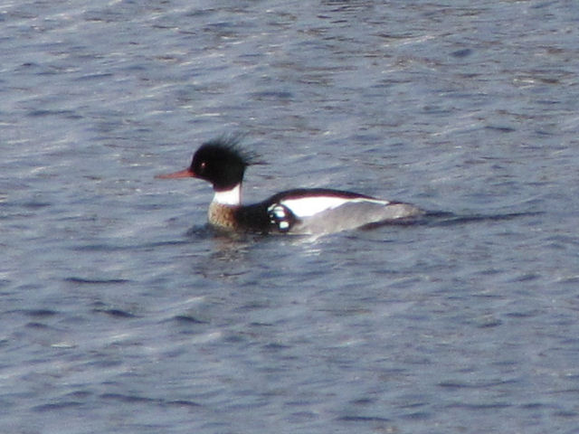 male red-breasted merganser