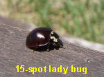 fifteen-spotted lady beetle