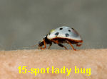 fifteen-spotted lady beetle