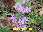 woodland blue phlox